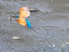 浮上 461-4（父親）