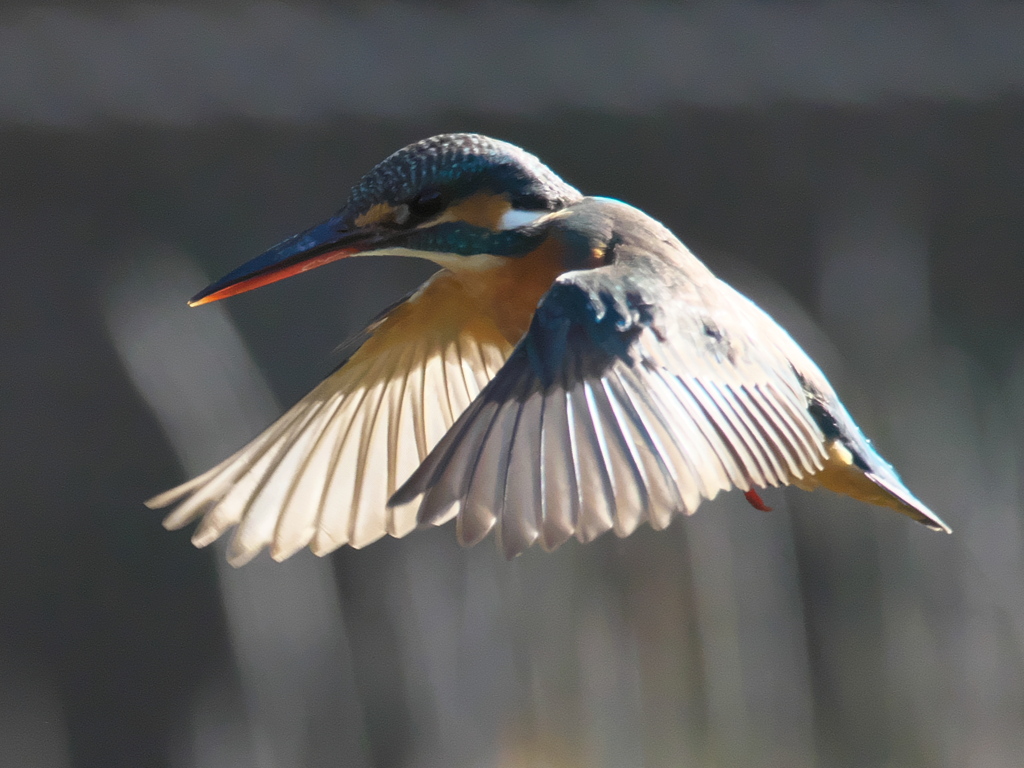 ホバ 29（嫁候補）