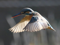 ホバ 29（嫁候補）