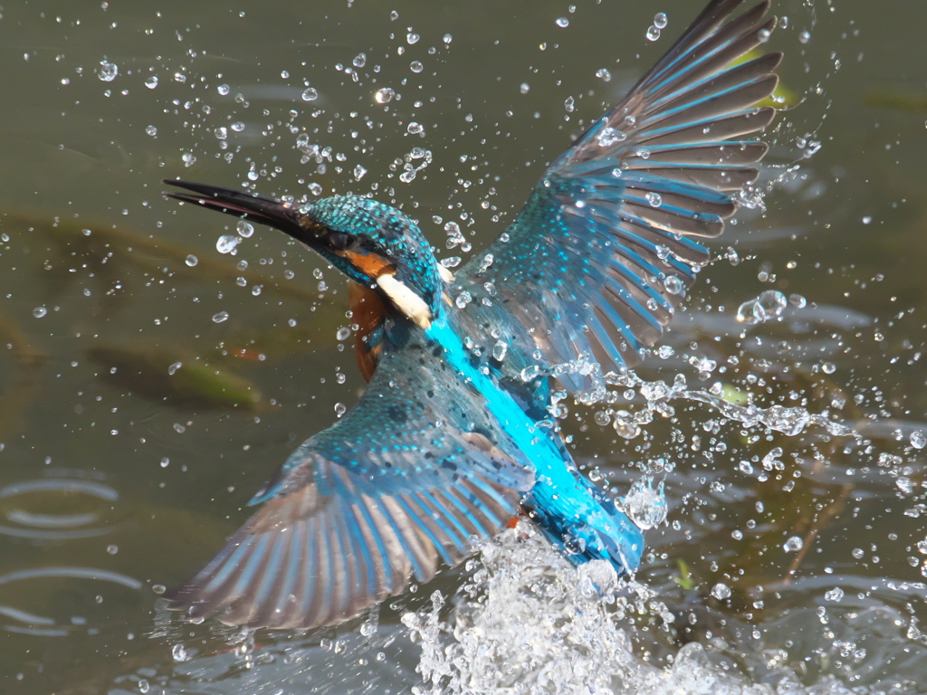 浮上 286-1（父親）