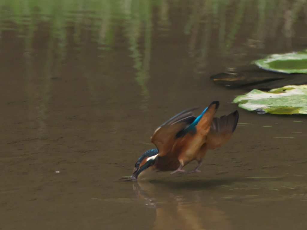 飛び込みシーケンス 3-2（雛）