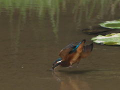 飛び込みシーケンス 3-2（雛）