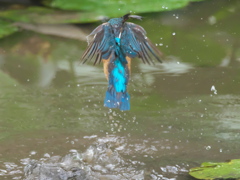 浮上 60-4（父親 エビ獲れたよ）