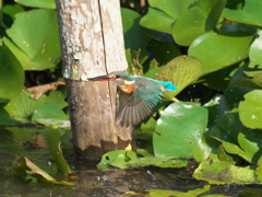 飛び込みシーケンス 20-3（嫁候補）