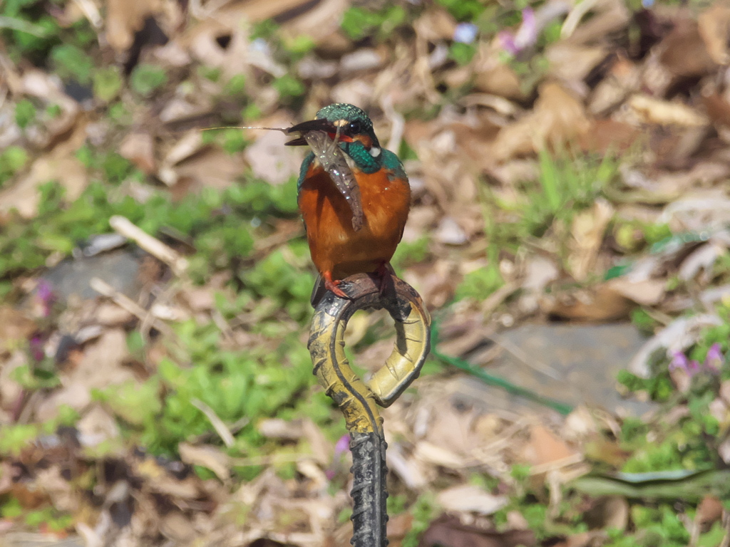 止り木 161（父親）