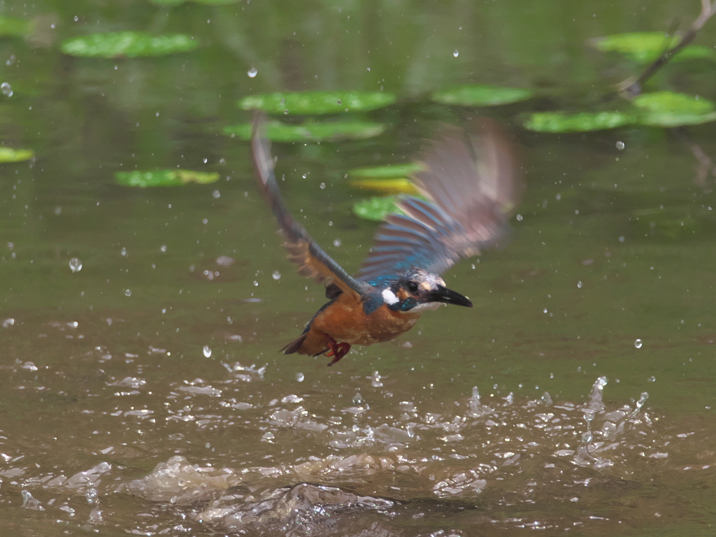 浮上 49-4（父親 お魚獲れたよ）
