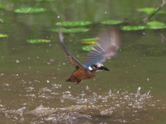 浮上 49-4（父親 お魚獲れたよ）