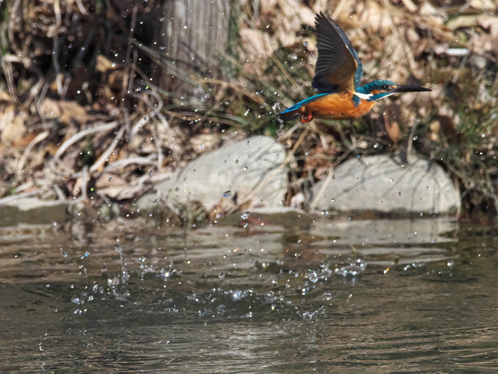 浮上 440-2（父親）