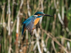 止り木 179（父親）