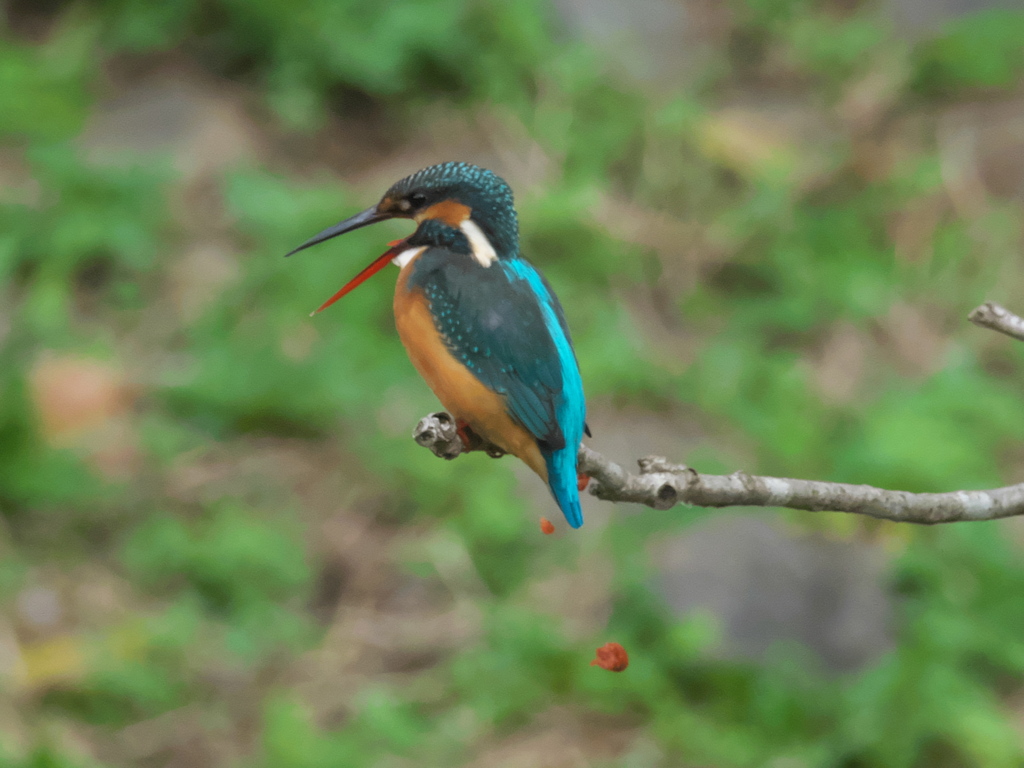 ペリット吐き出し 7（嫁候補）