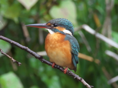 止り木 52（嫁候補 秋雨）