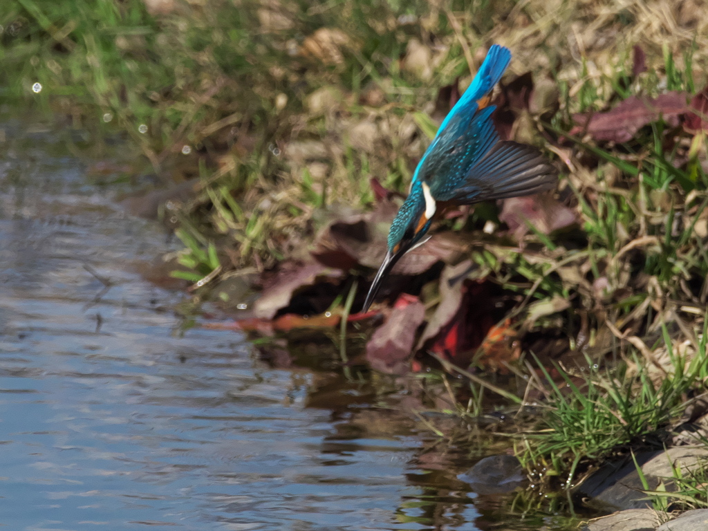飛び込みシーケンス 31-1（父親）