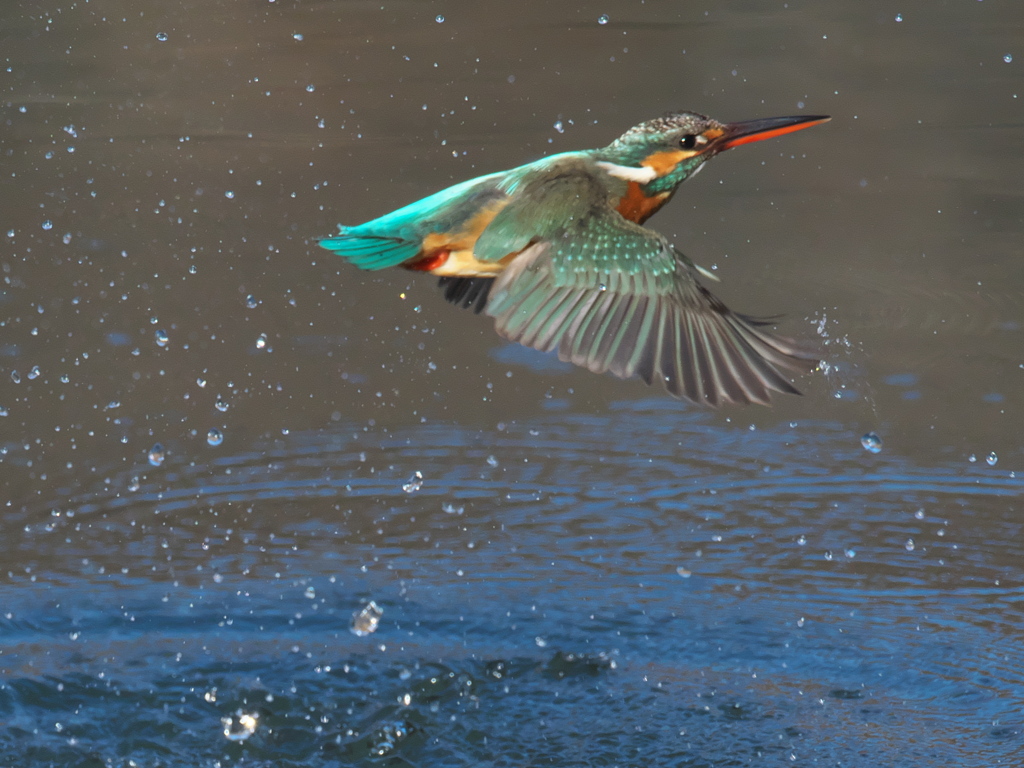 浮上 338-3（嫁候補）