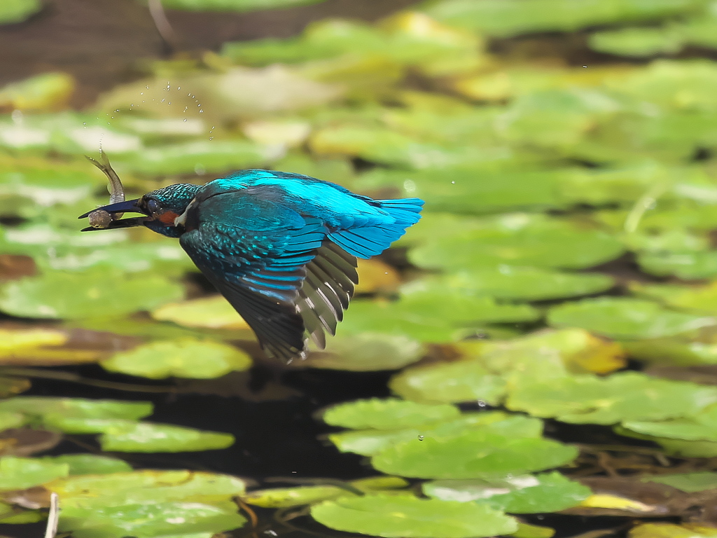 お魚獲れたよ 56