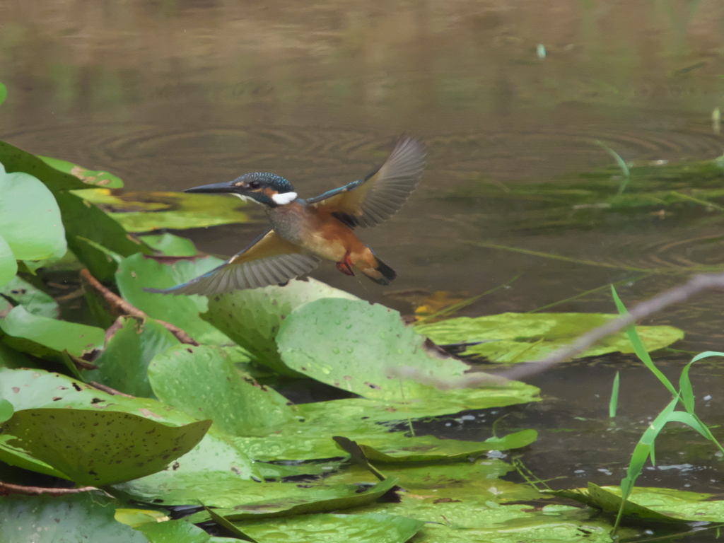 浮上 72-1（黒い若雄）
