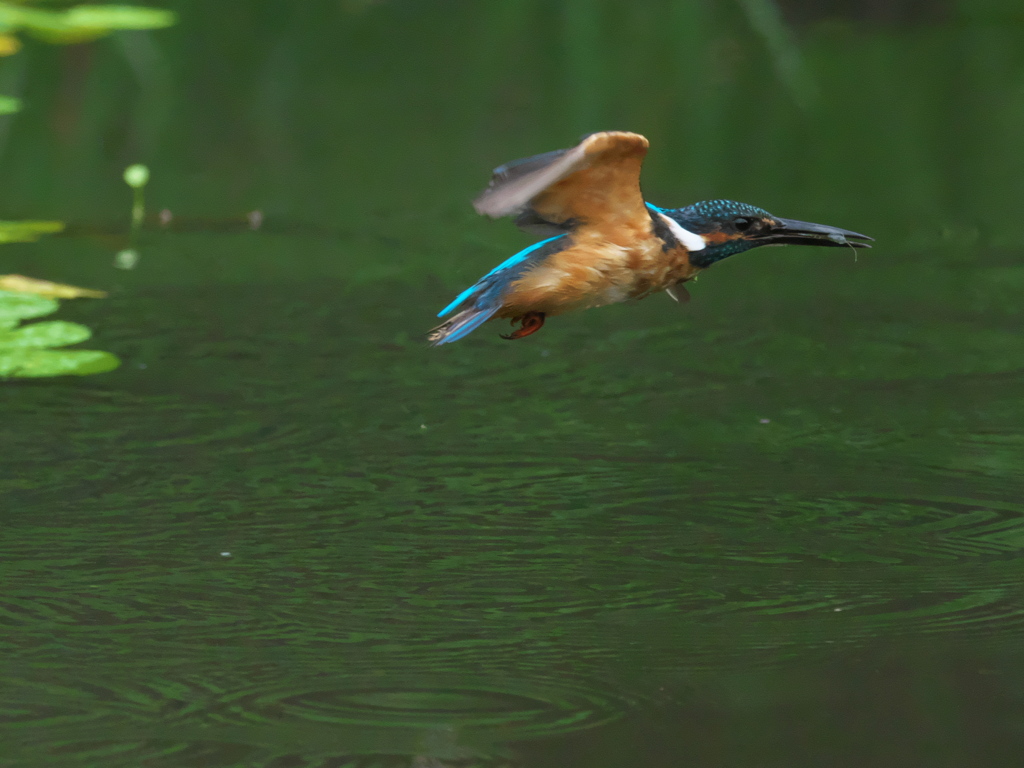 エビ獲れたよ 48