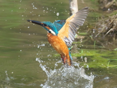 飛び込みシーケンス 22-3（父親）
