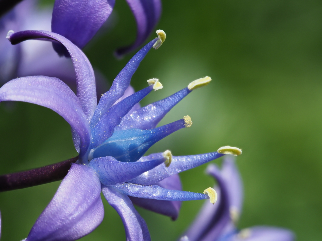 自宅から徒歩５分の世界（花）オオツルボ３