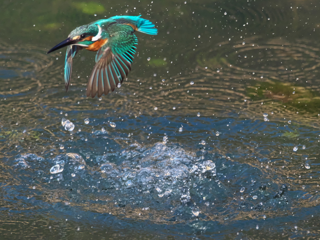 浮上 442-4（父親）