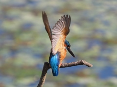 朝日を浴びて 200411-3