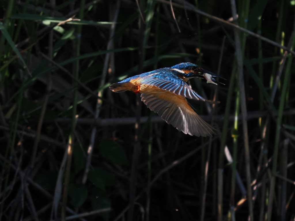 お魚獲れたよ 66-1