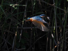 お魚獲れたよ 66-1