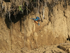 新居の場所探し 1（父親）