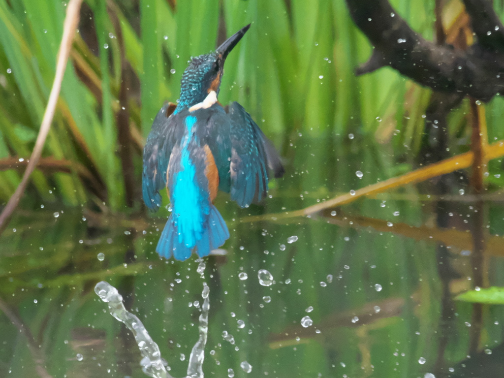 浮上 88（父親）