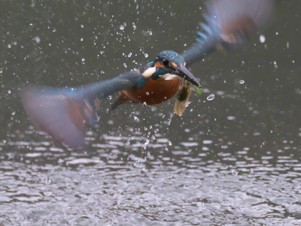 浮上 211（父親）