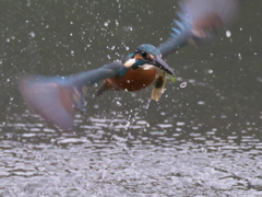 浮上 211（父親）