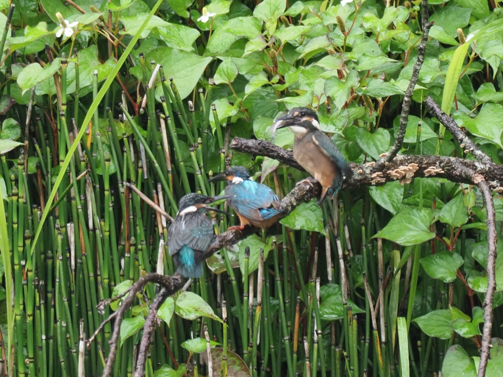 給餌 1-3（お父ちゃん来たあ！）