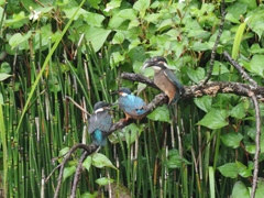 給餌 1-3（お父ちゃん来たあ！）