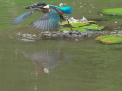 浮上 45-2（雛 エビ獲れたよ）