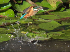 浮上 76-2（嫁候補？）