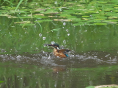 浮上 63-1（父親 お魚獲れたよ）