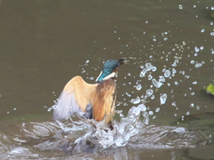 浮上 48-1（子 エビ獲れたよ）