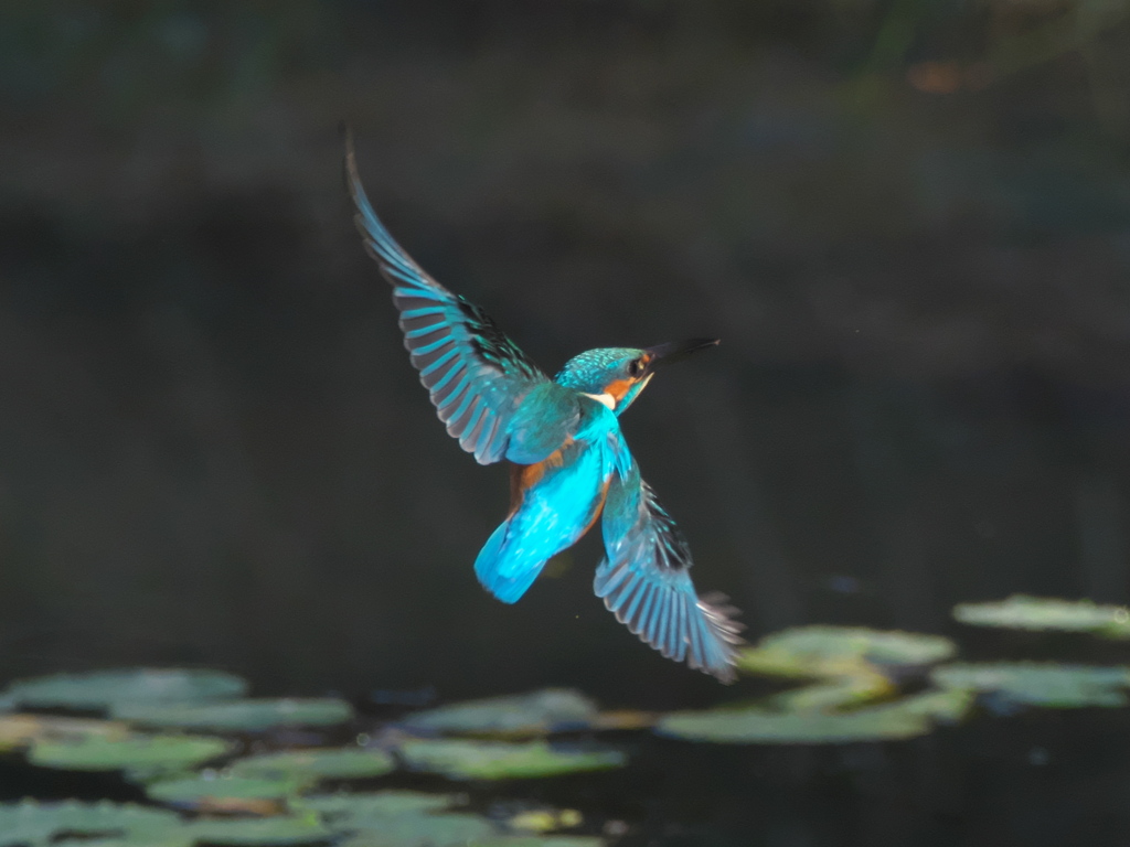 華麗なるターン 5（父親）