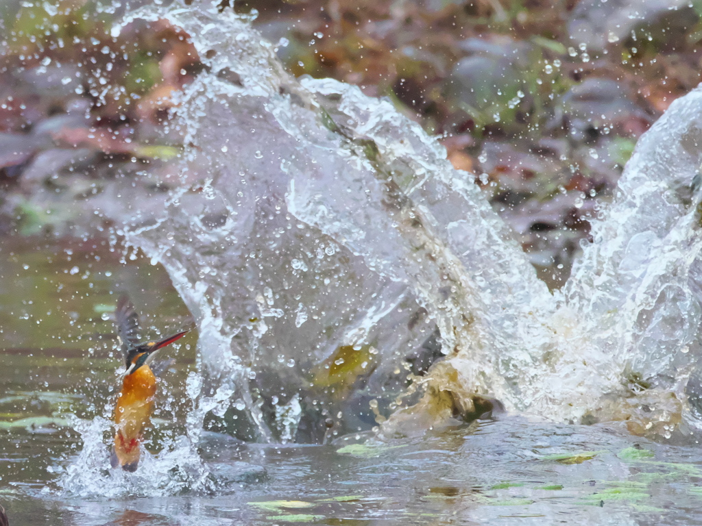 飛び込みシーケンス 28-3（嫁候補 カルガモびっくり）