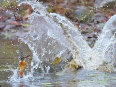 飛び込みシーケンス 28-3（嫁候補 カルガモびっくり）