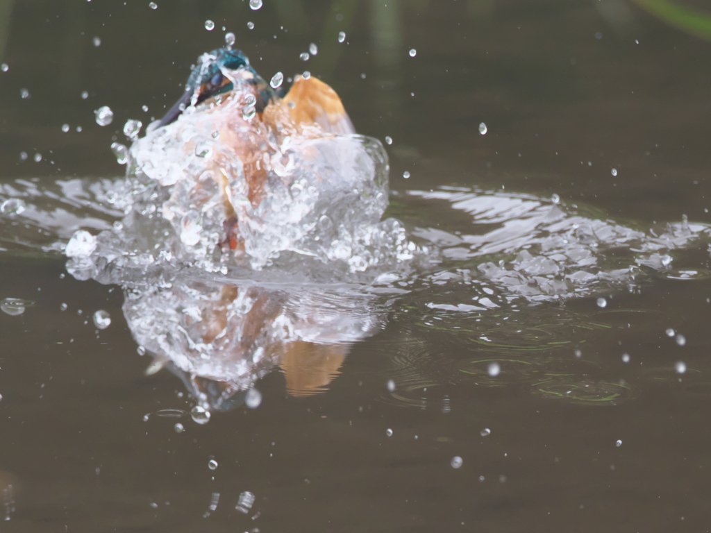 飛び込みシーケンス 18-2（父親）