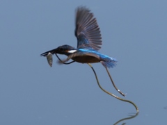 お魚採れたよ 8（何か余分な物咥えちゃった）