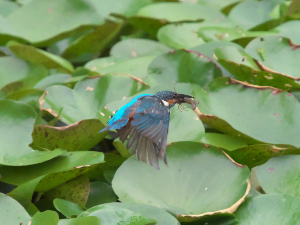 ザリガニ獲れたよ 11（父親）