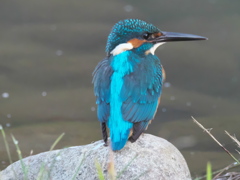 石の上 1（父親）