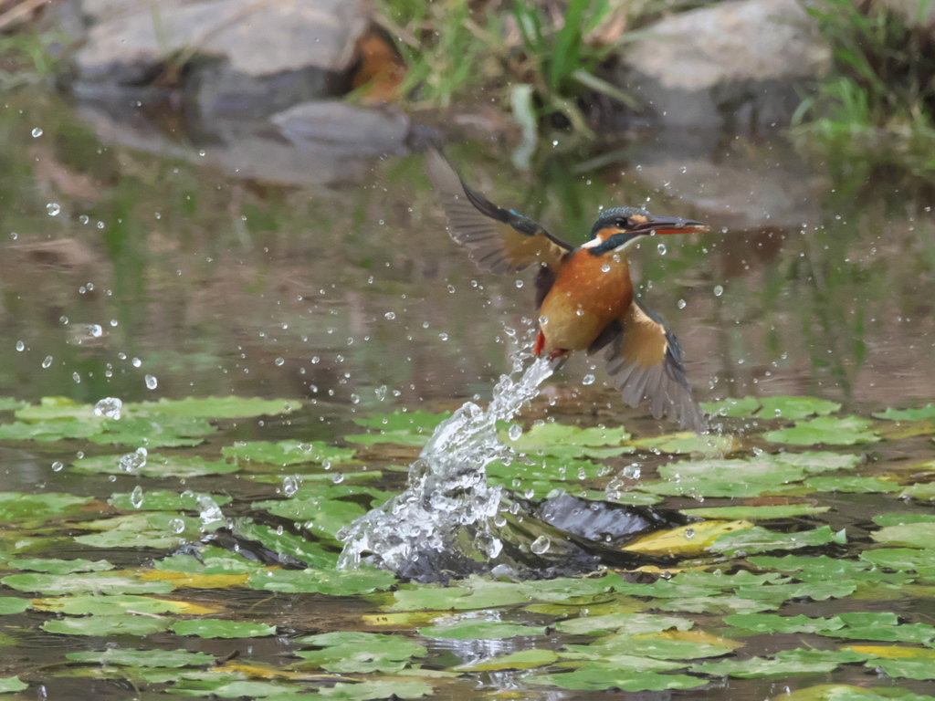 浮上 167（嫁候補）