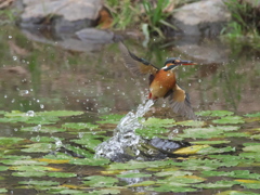 浮上 167（嫁候補）