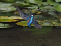 お魚採れたよ 11-2