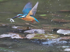 浮上 470-3（父親）