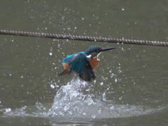 水浴び 6-1（父親）