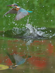 浮上 95-1（嫁候補）