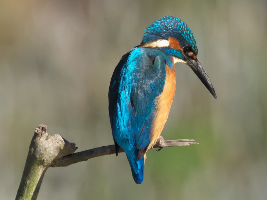 止り木 65（父親）